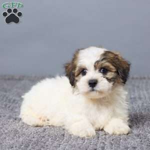 Lukas, Teddy Bear Puppy
